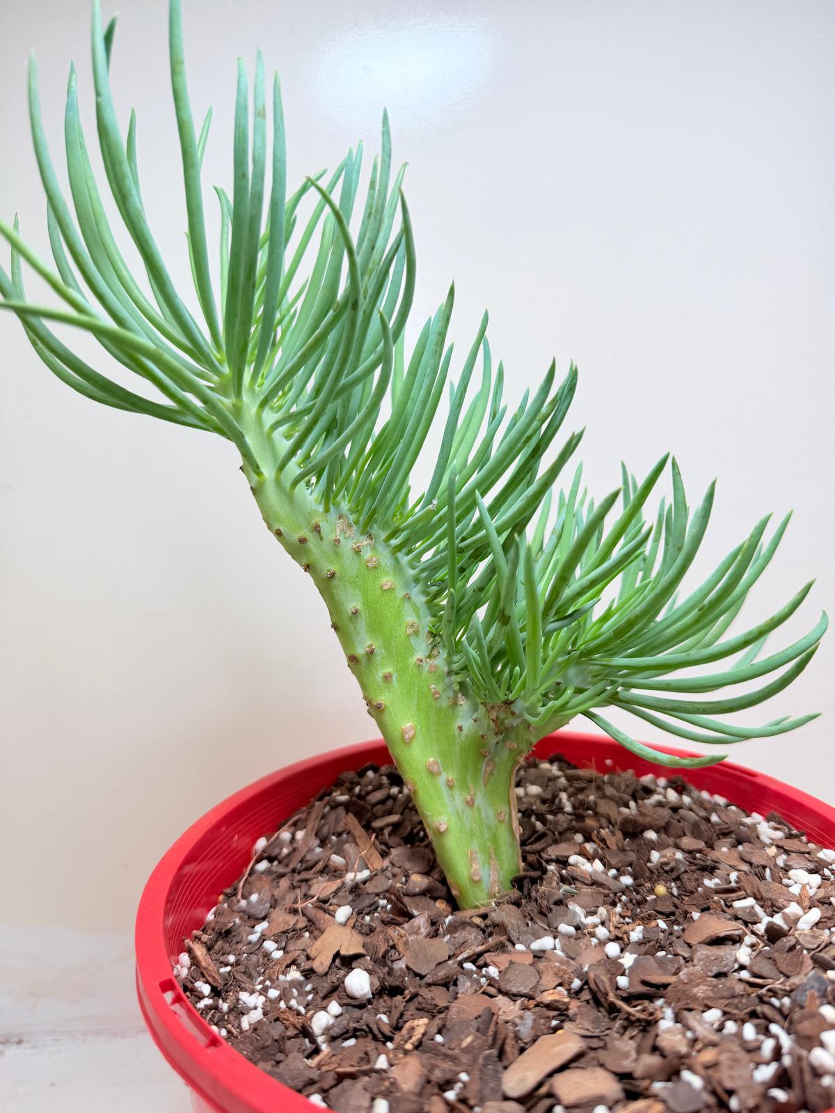 Mermaid Tail : Crested Senecio Talinoides - Narrow Leaf Chalk Stick #209
