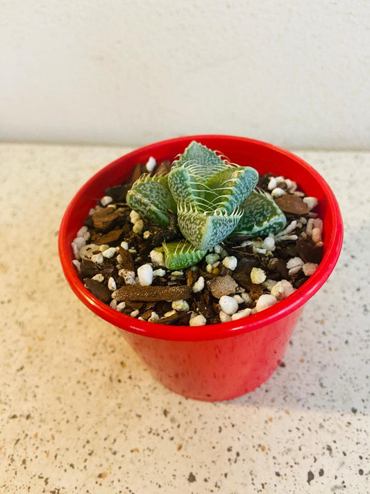 Faucaria Tiger's Jaw