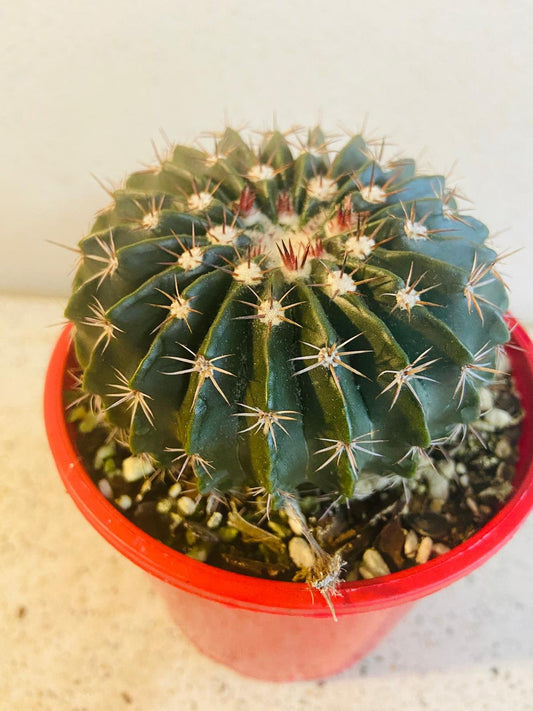 Parodia Erinacea
