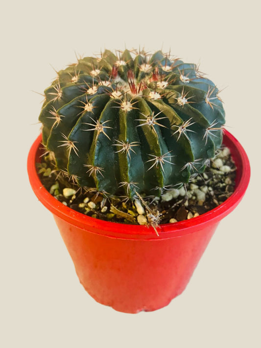 Parodia Erinacea