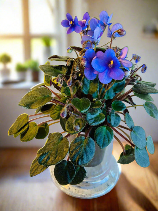 Miniature African Violet Optomara Little Sapphire 50mm