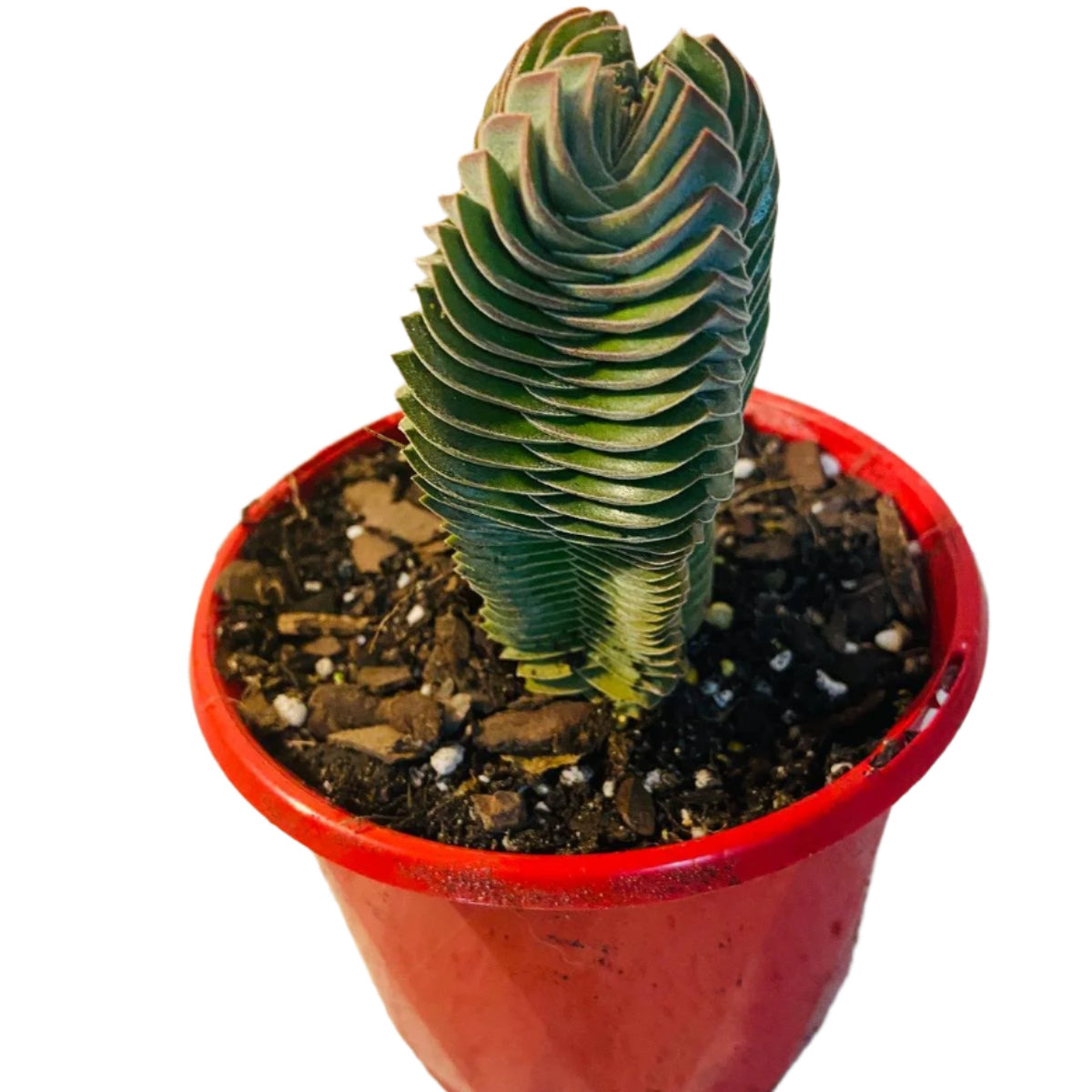 Crassula Buddha's Temple  100mm