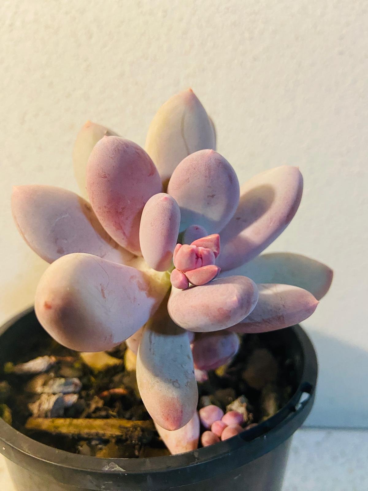 lavender moonstone succulent Buy Pachyphytum Lavender Pebble
