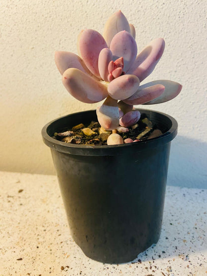 lavender pebble succulent Buy Graptopetalum Amethystinum 'Lavender Pebbles' Australia