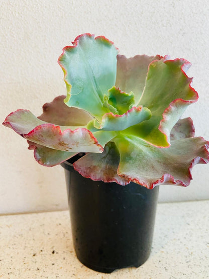 Echeveria 'Fire & Ice' 130mm