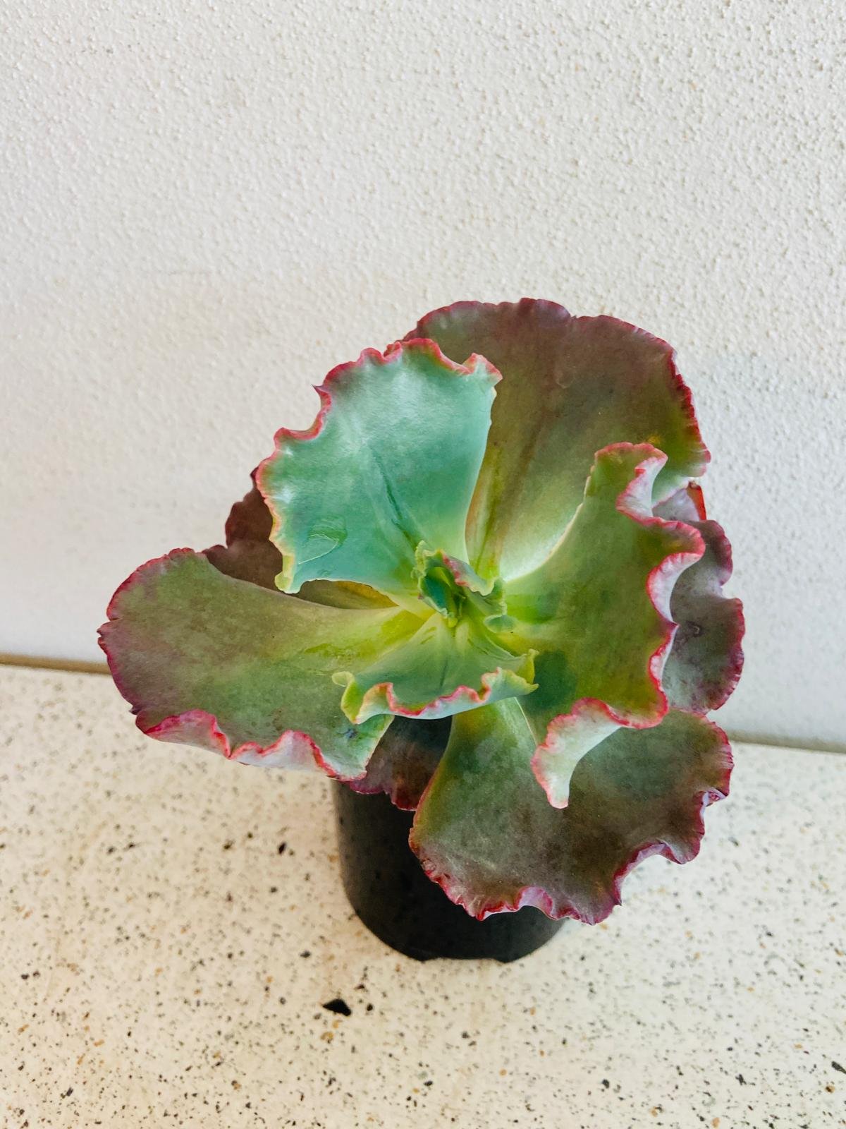 Echeveria 'Fire & Ice' 130mm