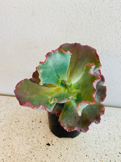 Echeveria 'Fire & Ice' 130mm