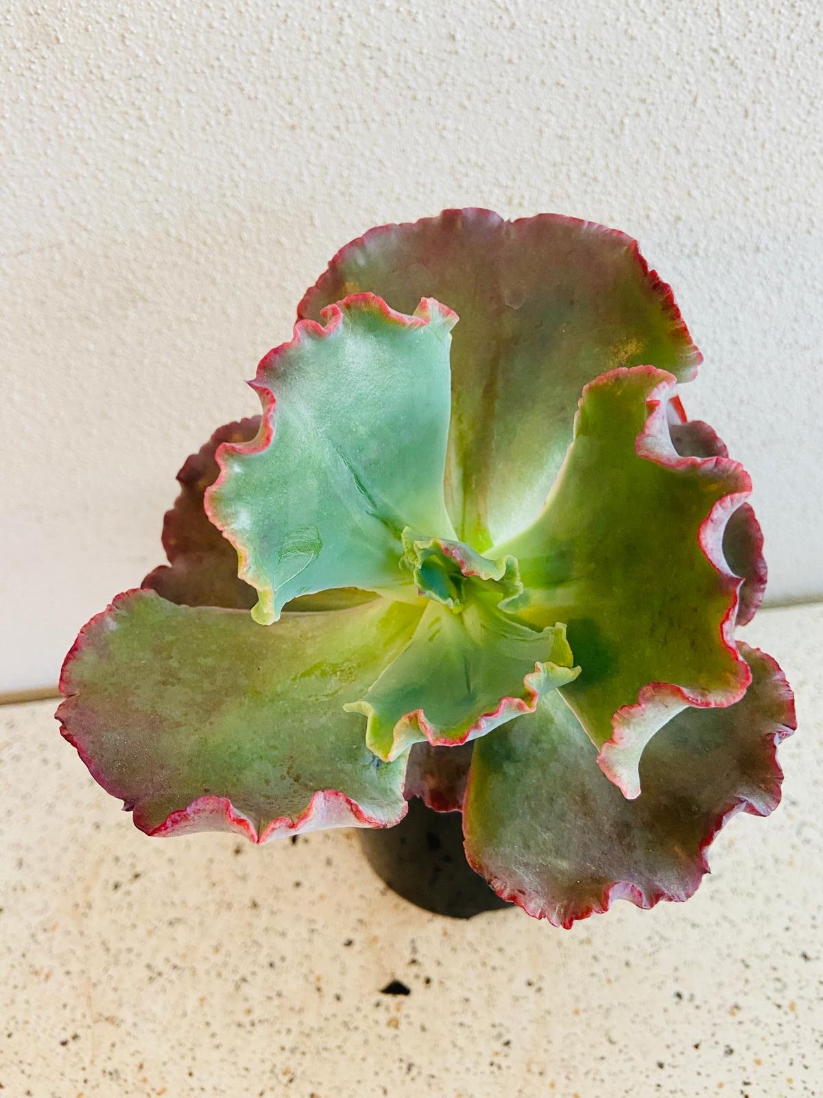 Echeveria 'Fire & Ice' 130mm