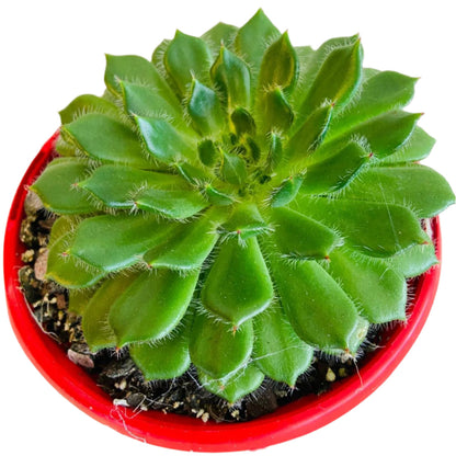 setosa succulent Buy Echeveria Setosa V Ciliata