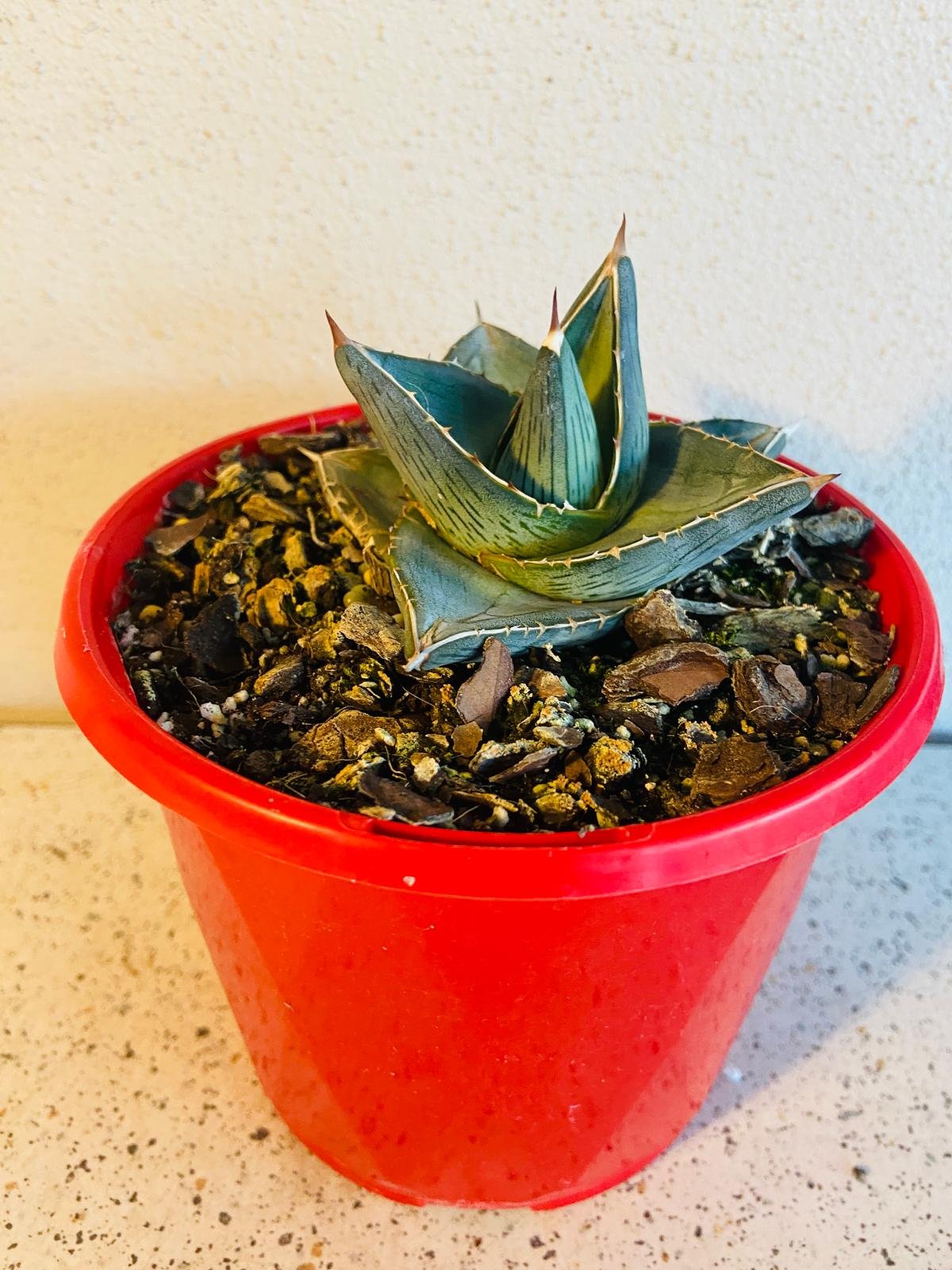 succulent that looks like agave Agave Pumila (Miniature Agave) 130mm