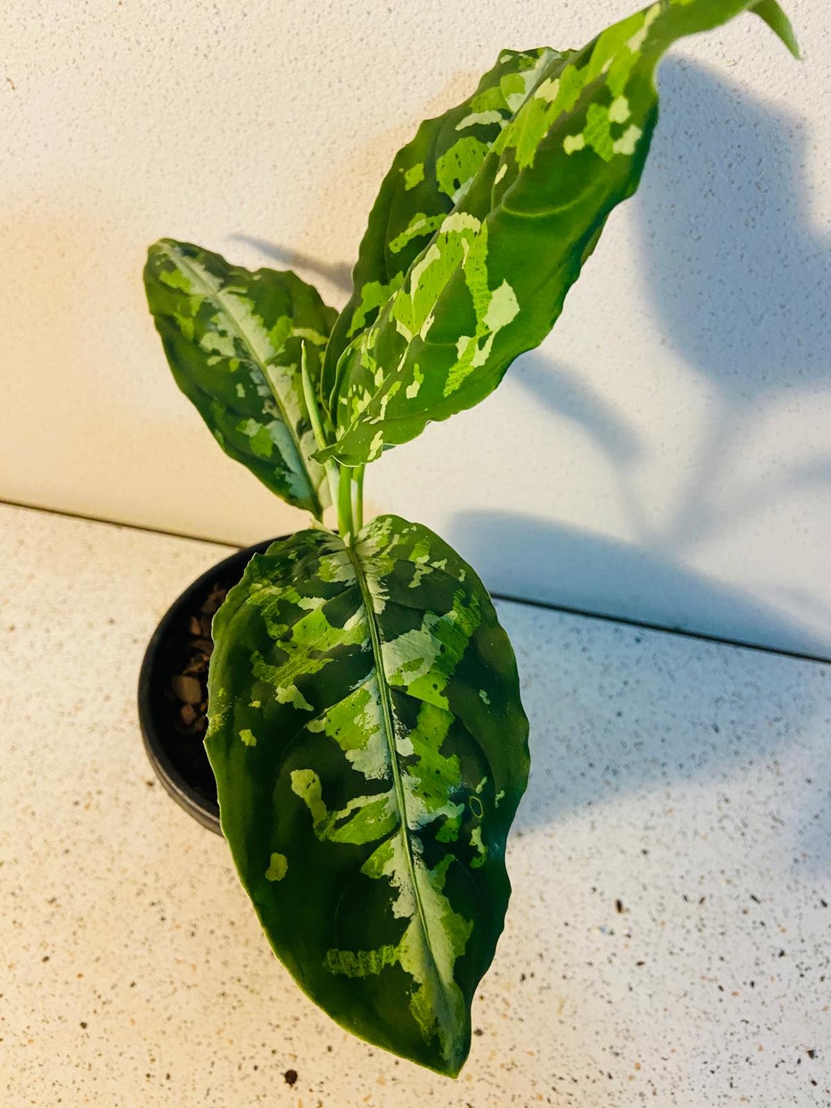 aglaonema tricolor australia Buy Aglaonema Pictum Tricolour