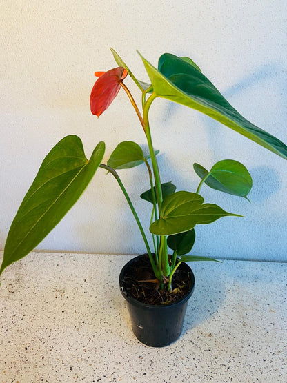 anthurium bugatti royale Buy Anthurium Bugati Royale