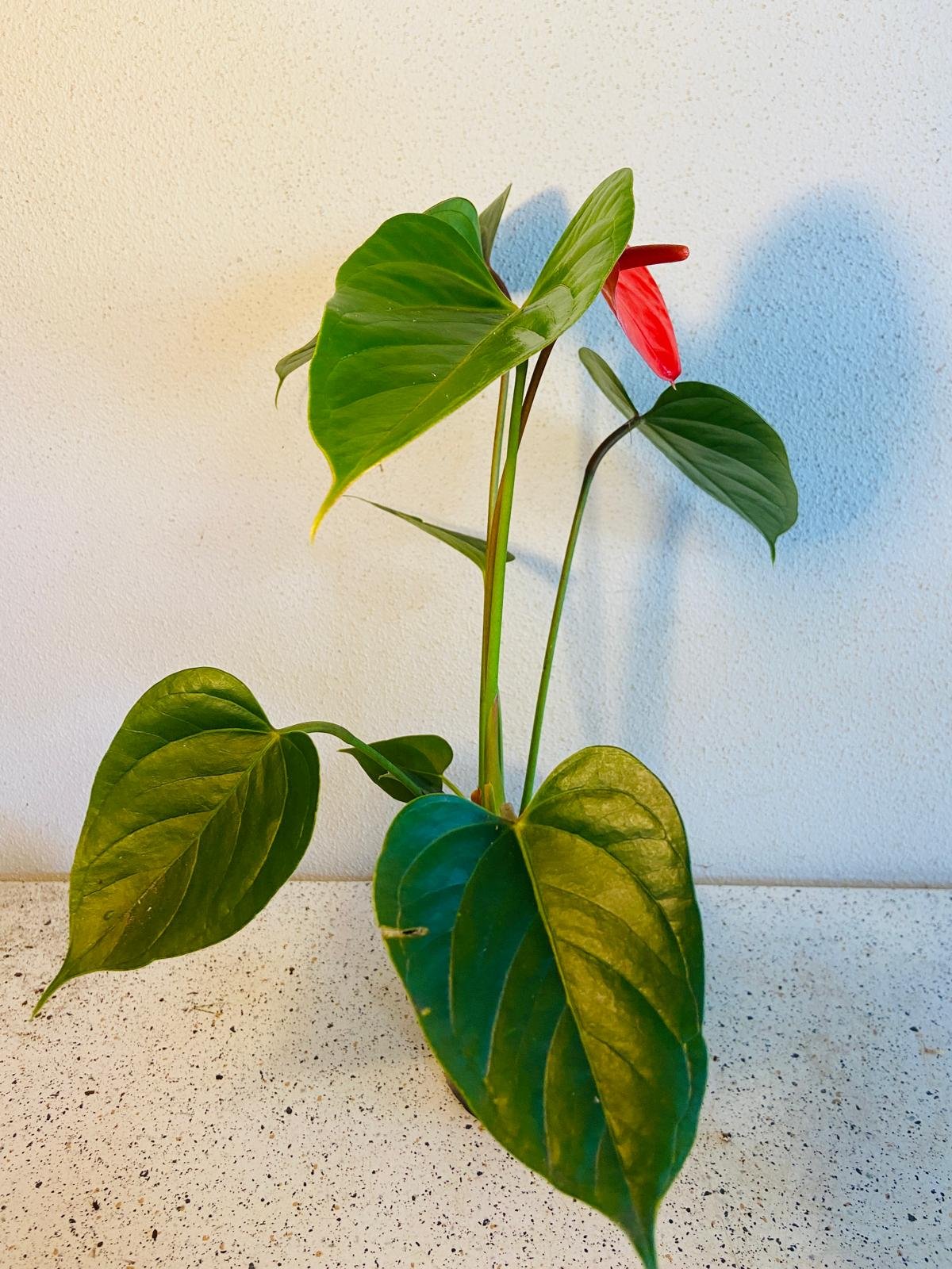 anthurium bugatti royale Buy Anthurium Bugati Royale