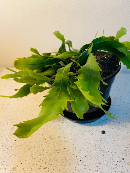 Lepismium Houlletianum