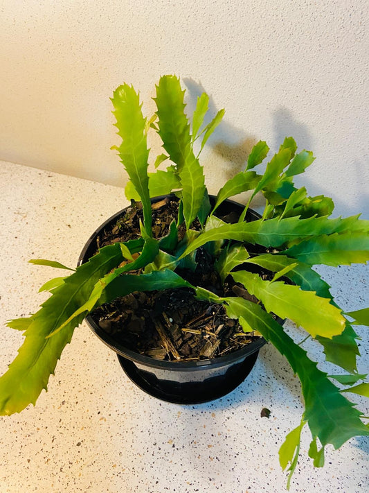 Lepismium Houlletianum