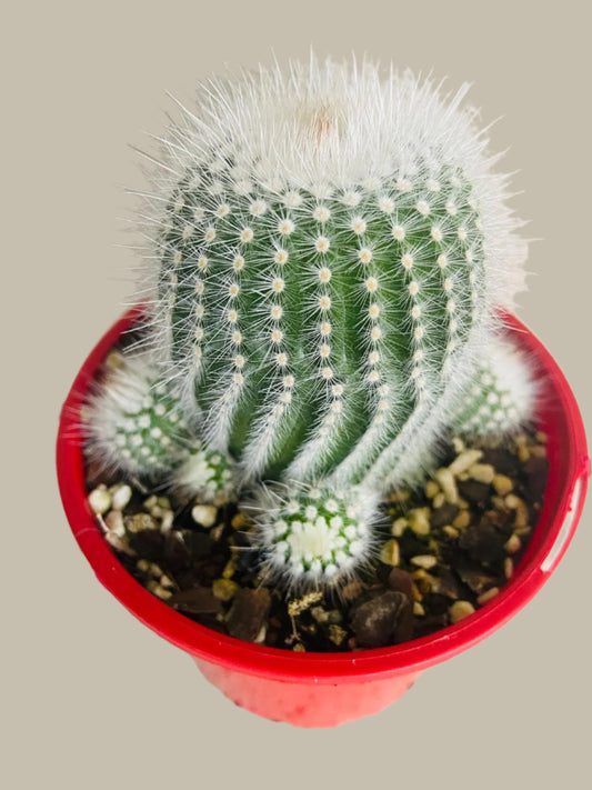 Cacti- Parodia Scopa