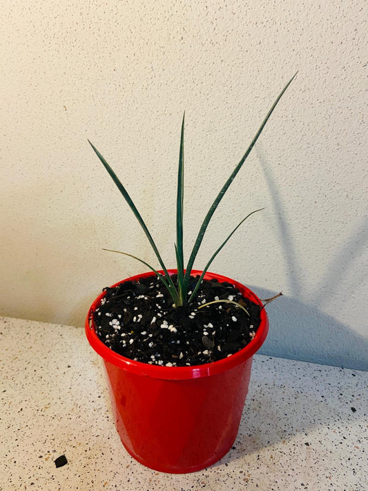 Yucca Brevifolia Mohave  130mm