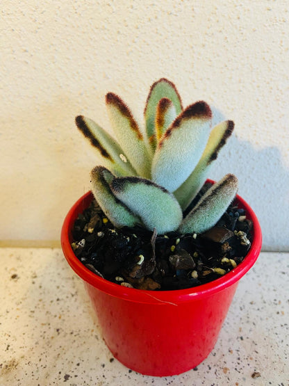 black tie succulent Buy Kalanchoe tomentosa 'Black Edge'