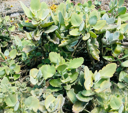 oak leaf succulent Buy Kalanchoe 'Oak Leaf' Succulent
