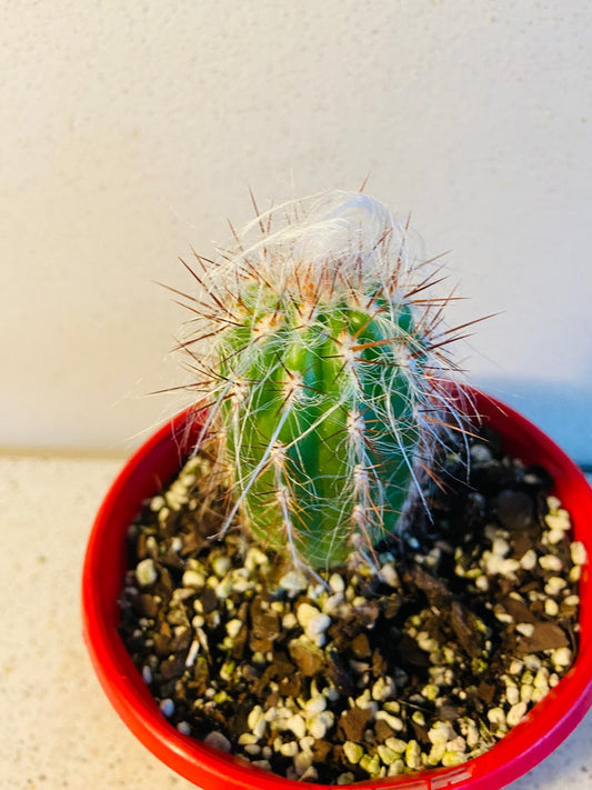 Cacti - Oreocereus Old Man of the Andes Celsianus