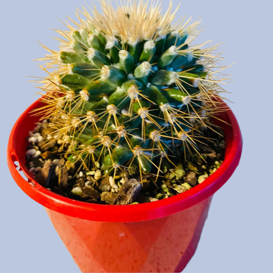 Pincushion Cactus Nivosa
