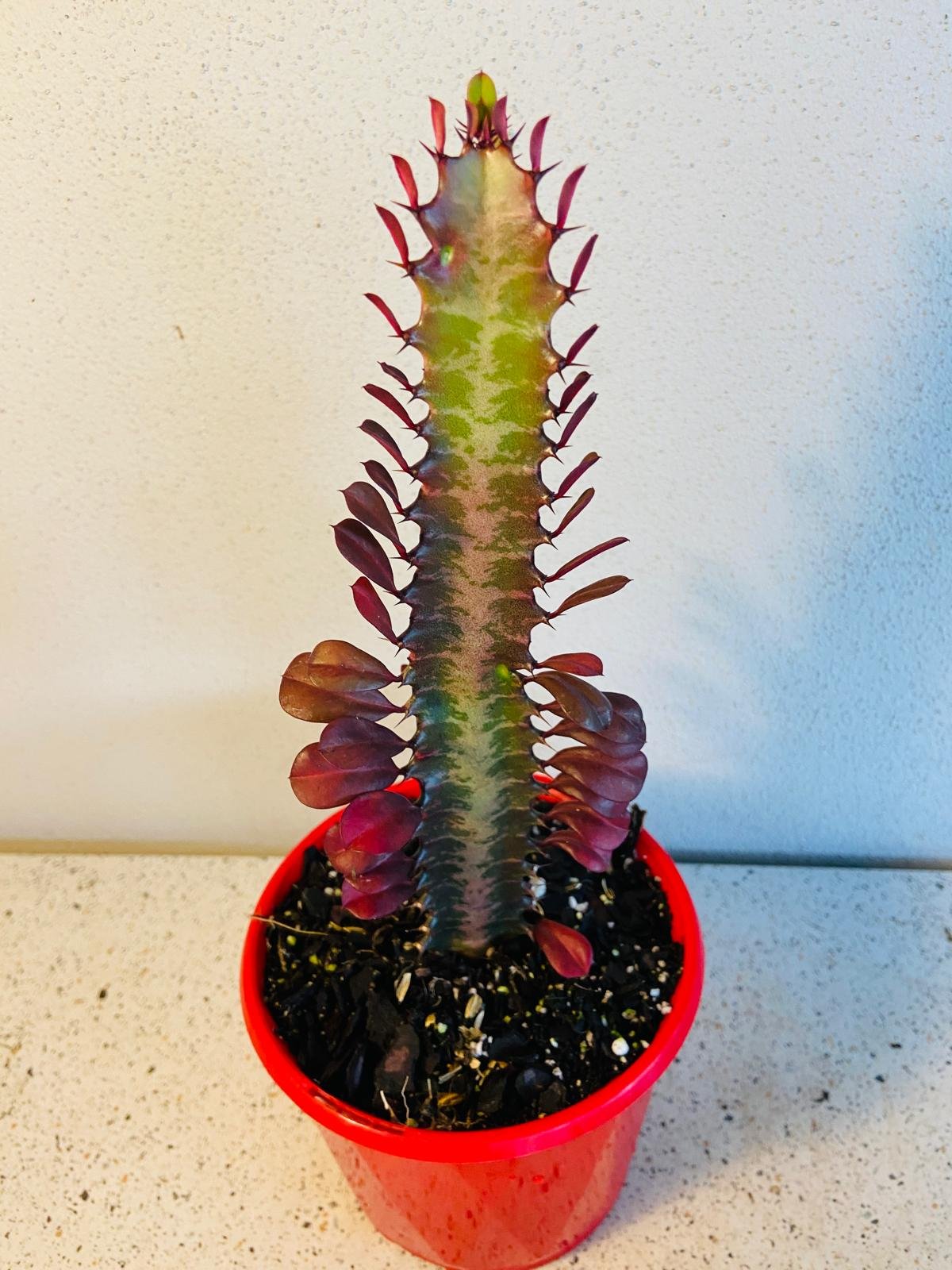 milk plant succulent Buy Euphorbia Trigona Purpurea 'Royal Red'