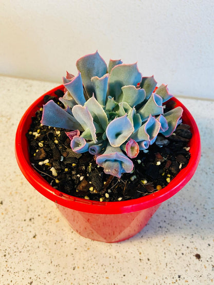 trumpet succulent Buy Echeveria Trumpet Pinky