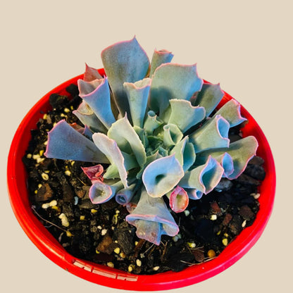trumpet succulent Buy Echeveria Trumpet Pinky