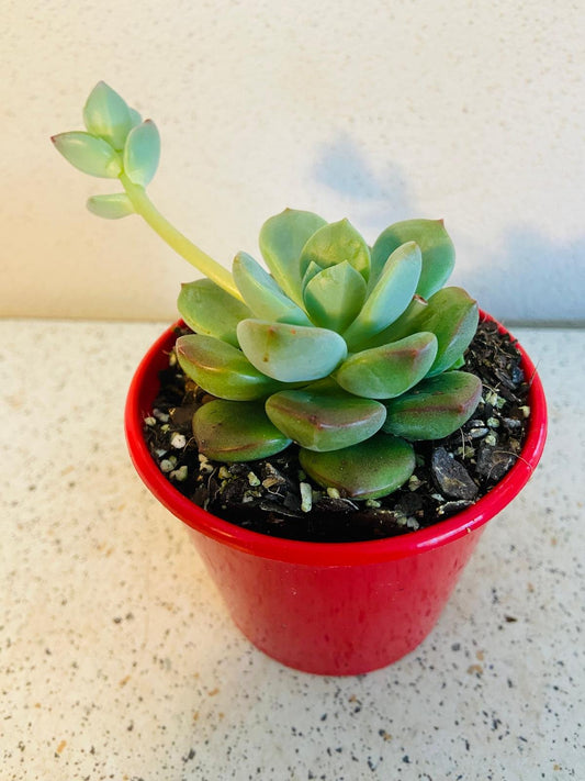 Graptovedum Gwendolene-A Rosette of Pastel Elegance