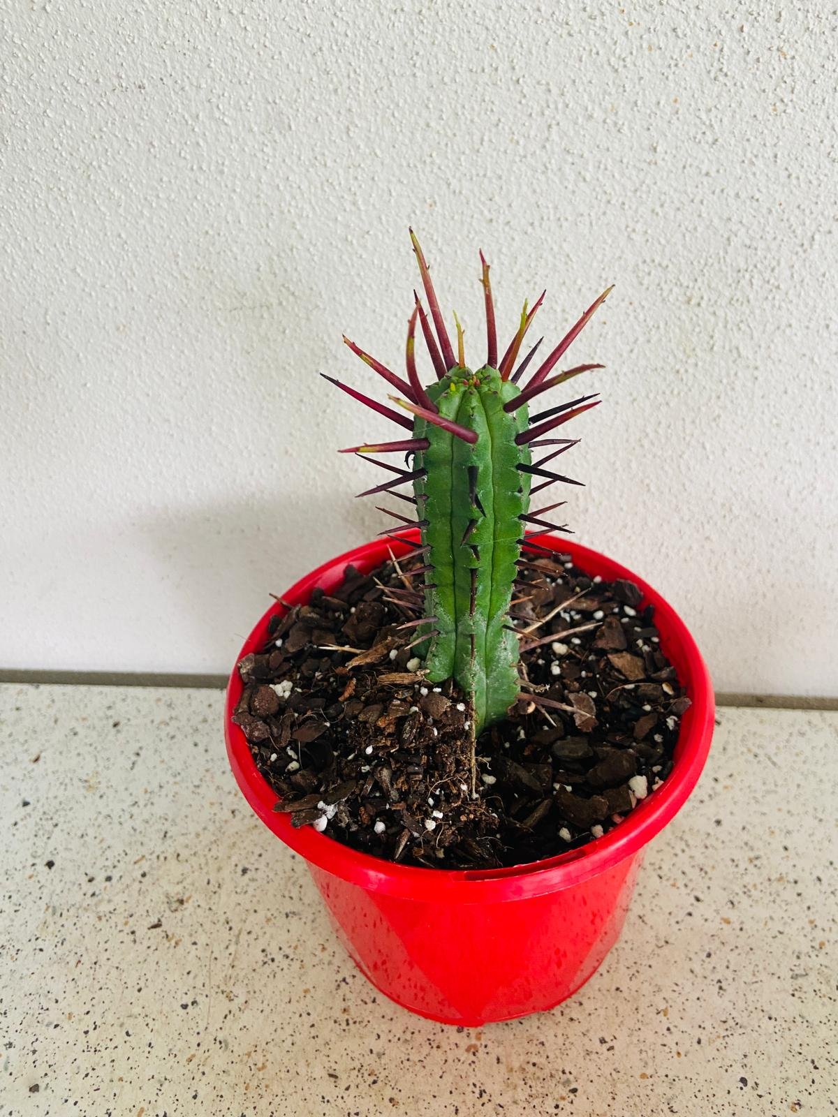 succulent with red spikes Buy Euphorbia Enopla 130mm