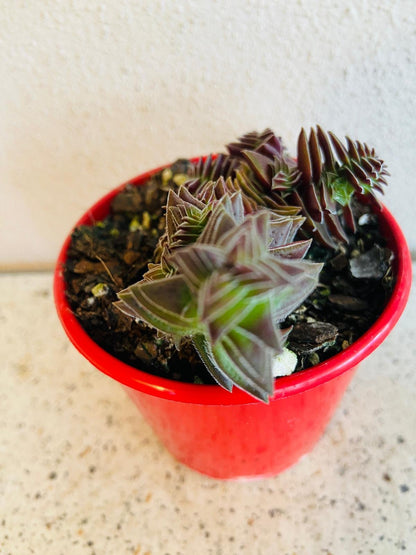 pagoda village succulent Crassula Pagoda Village