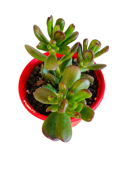 hobbit jade plant care Buy Crassula Ovata 'Hobbit'