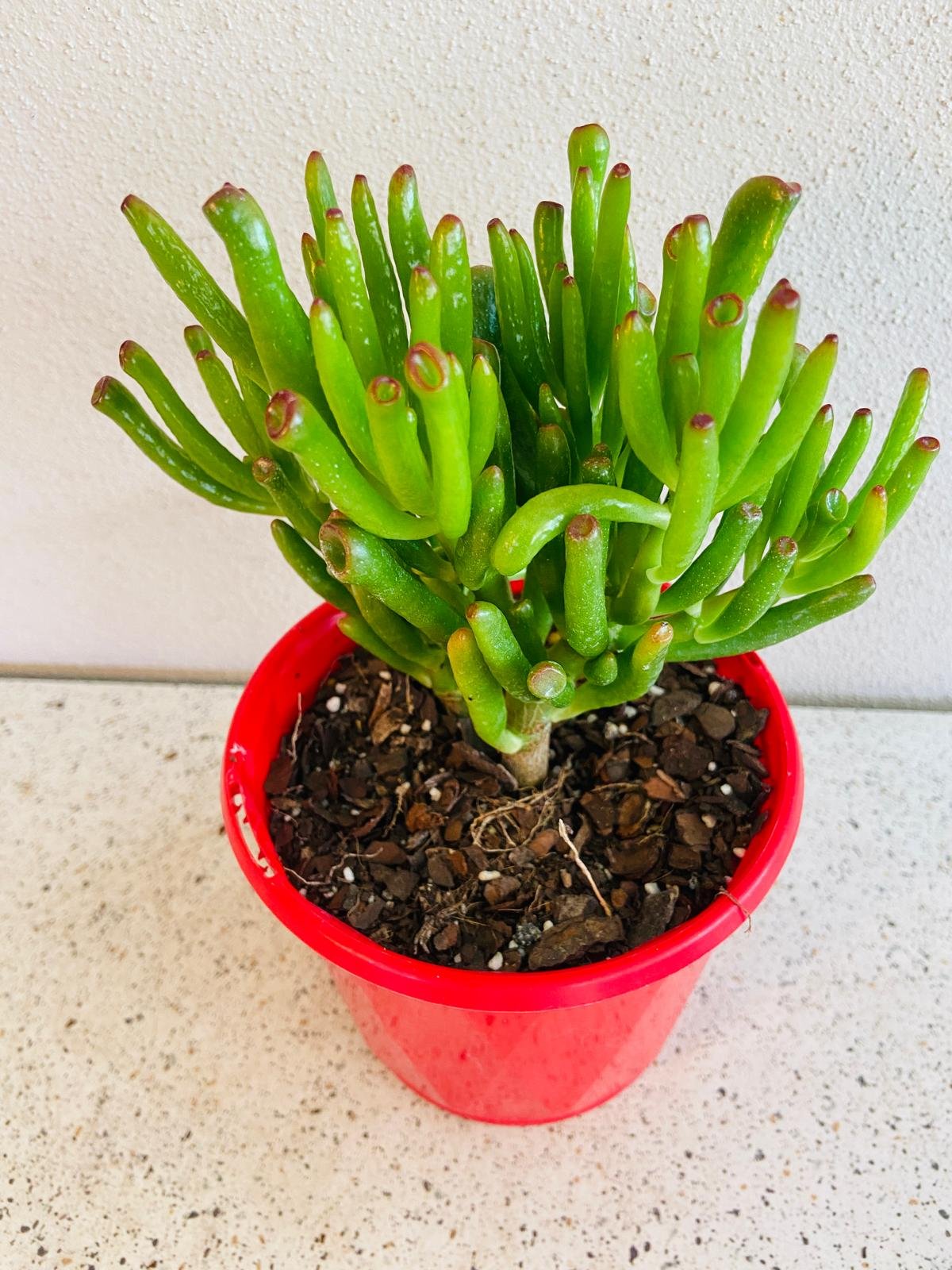 jade plant gollum Buy Crassula Ovata Gollum