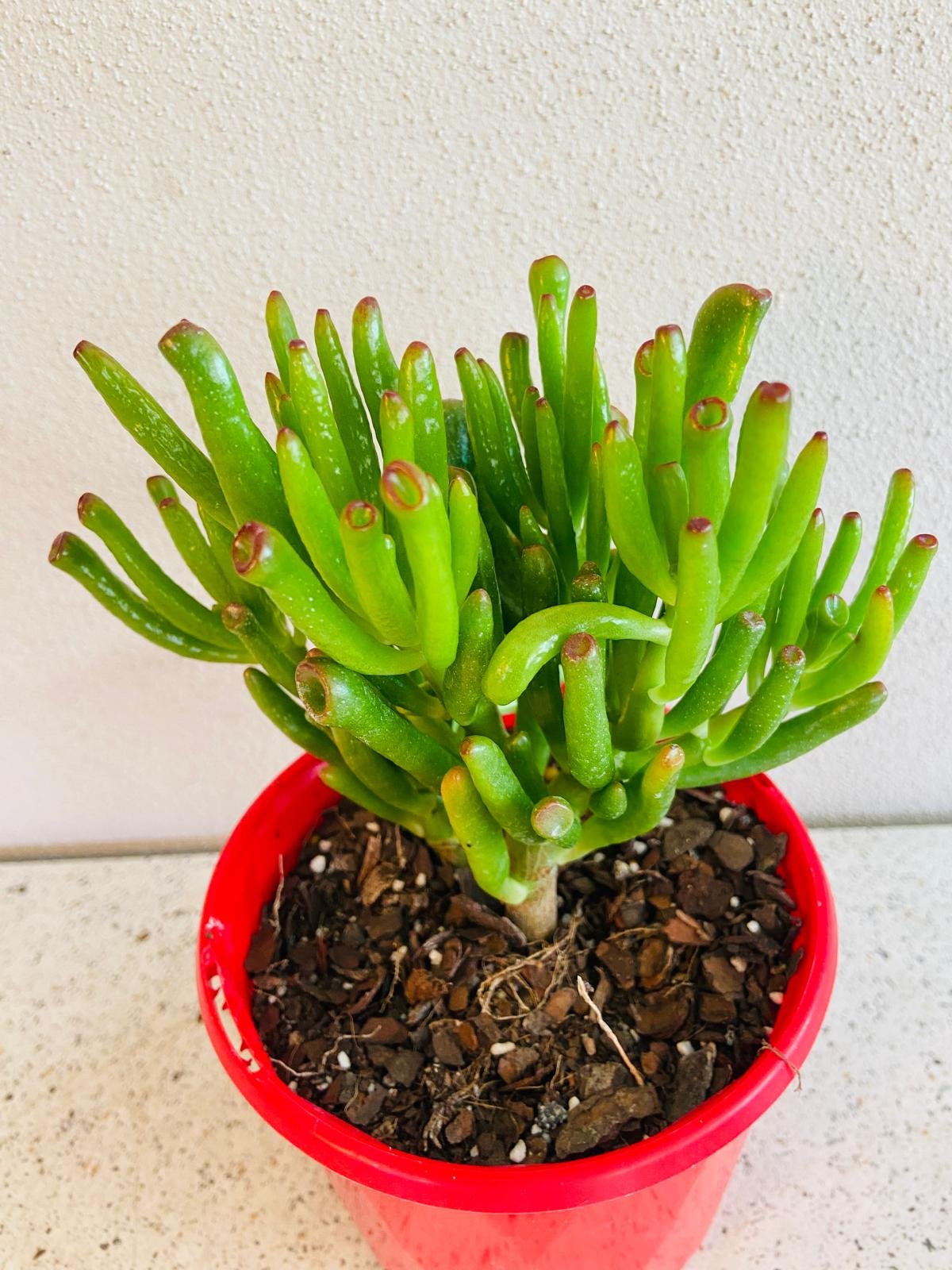 tubular succulent plant Buy Crassula Ovata Gollum