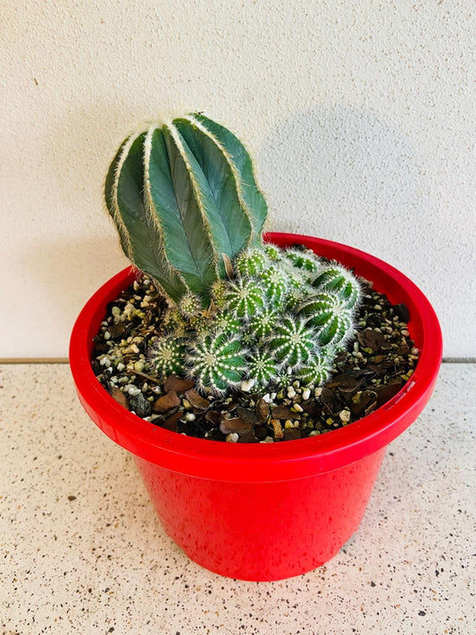 Cacti - Paradia Magnifica Caespitosa #69
