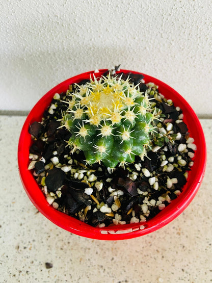 Cacti Echinocactus Golden Barrel V Curvispinus Intermedius