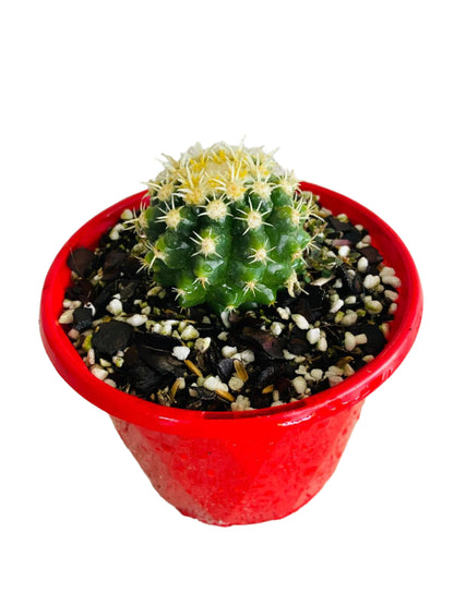 Cacti Echinocactus Golden Barrel V Curvispinus Intermedius