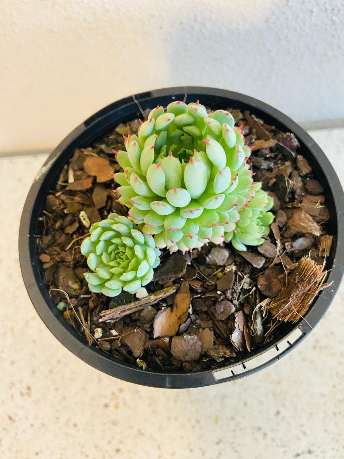 globulosa succulent Buy Echeveria Globulosa