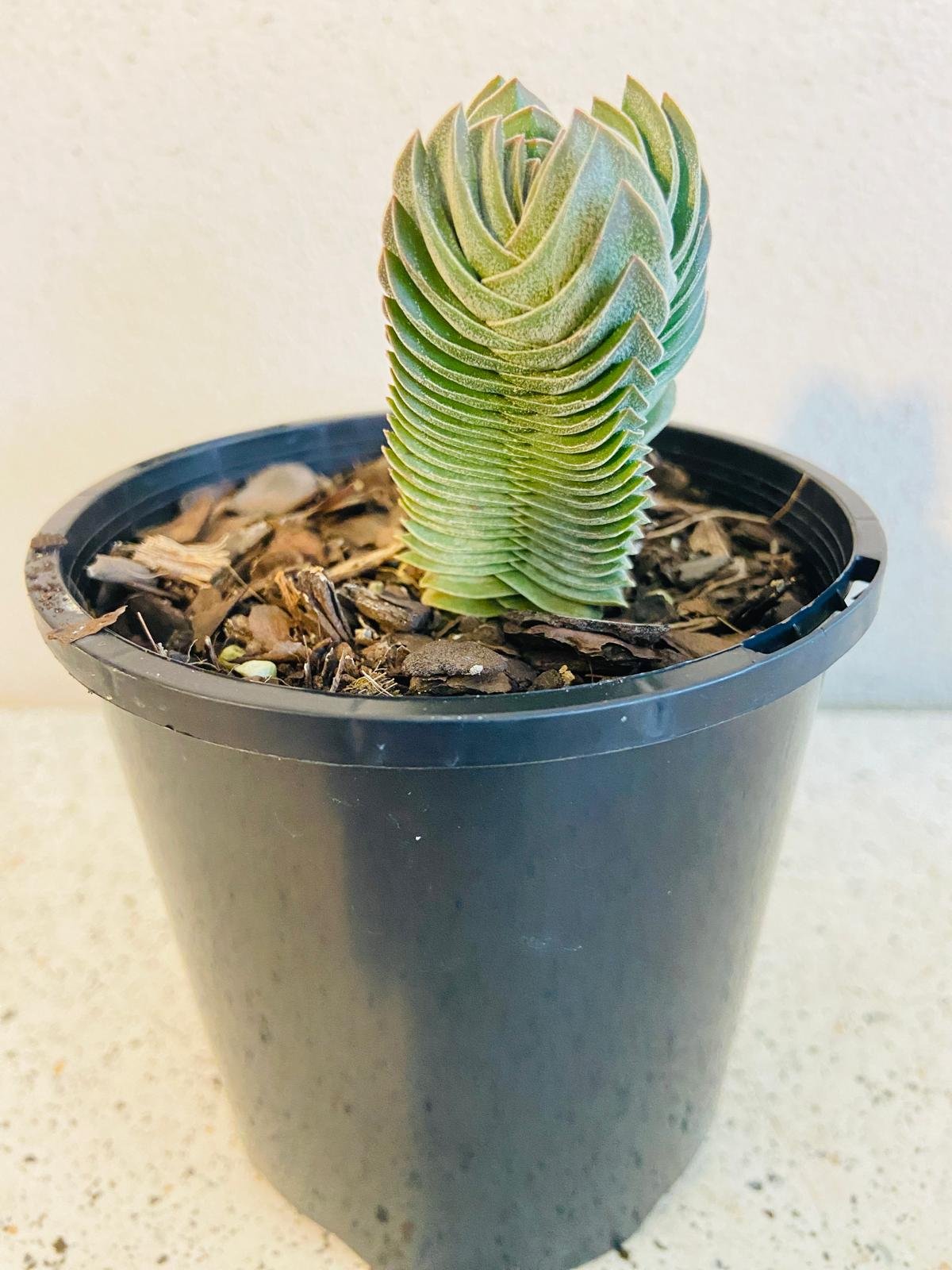 buddha temple succulent for sale Crassula 'Buddha's Temple'