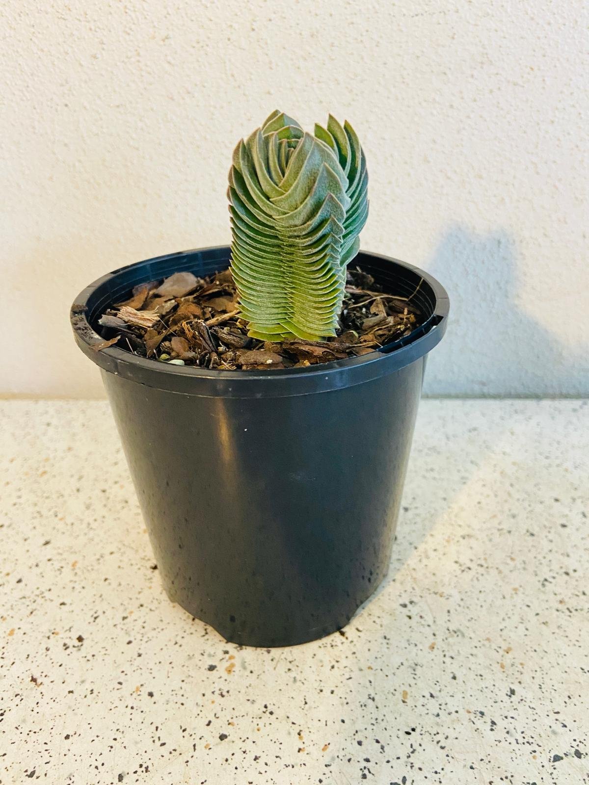 buddha's temple succulent australia Crassula 'Buddha's Temple'