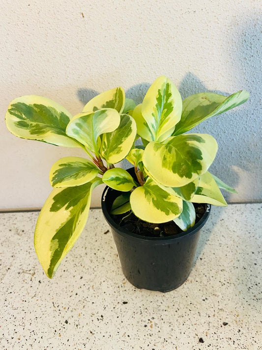 Peperomia 'Variegata'