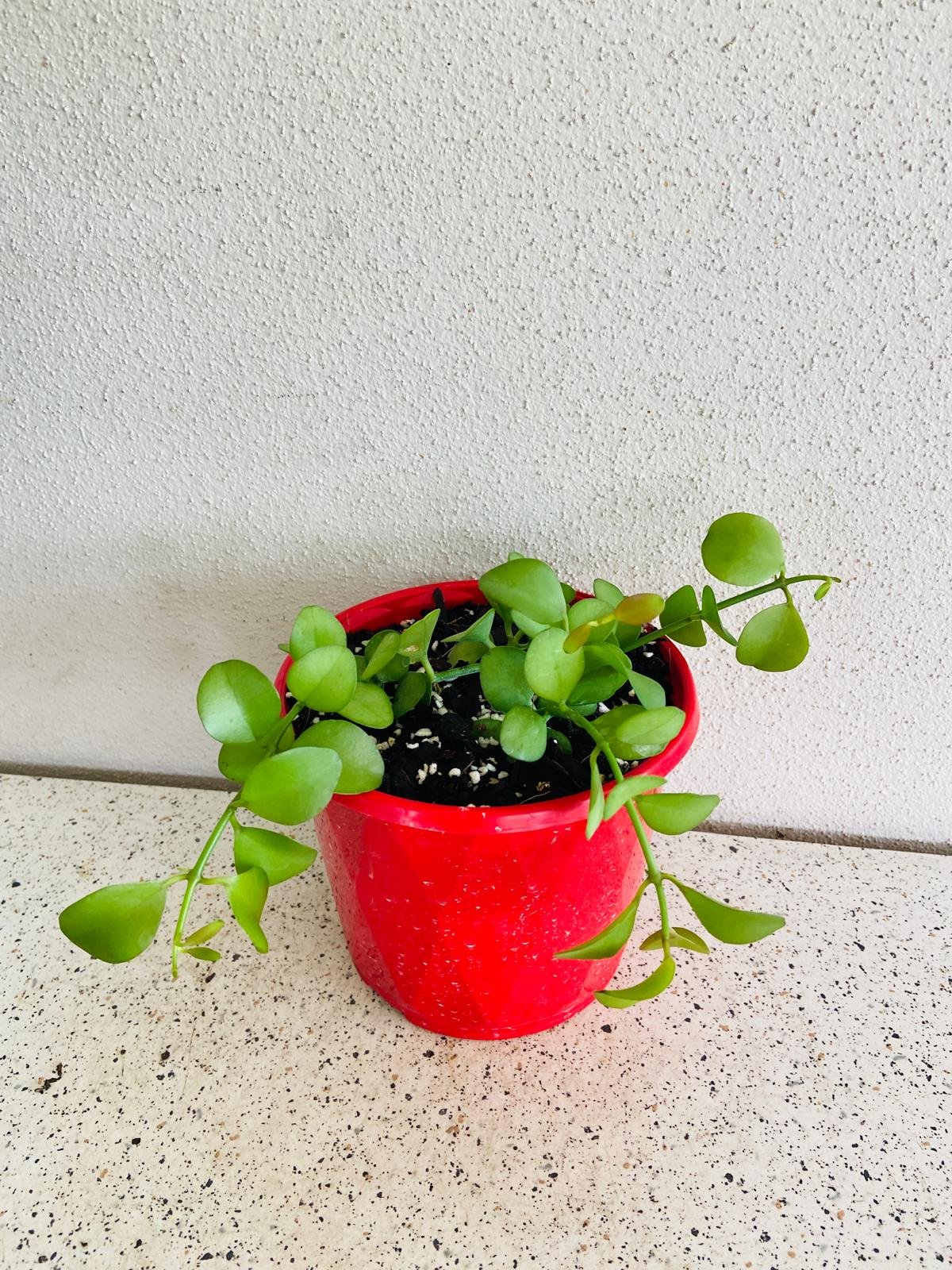 string of nickels hanging plant Buy Dischidia nummularia 'String of Nickels'