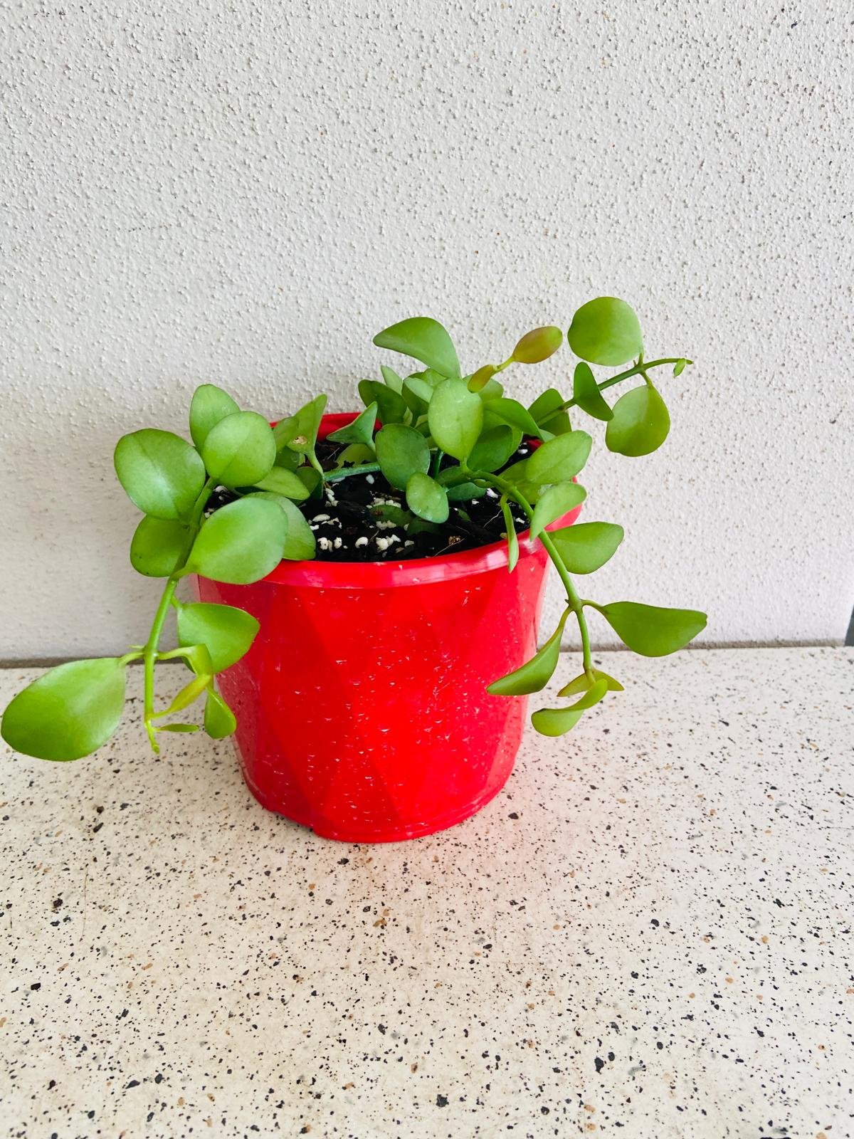 string of nickels succulent Buy Dischidia nummularia 'String of Nickels'