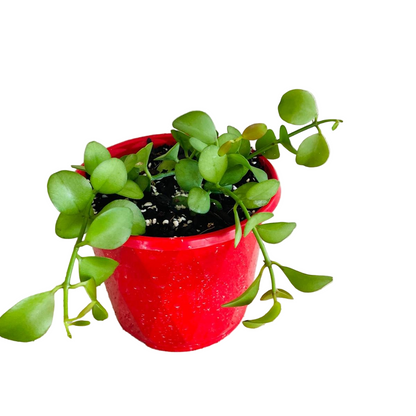 Dischidia Nummularia - String of Nickels 130mm