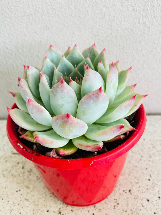 Echeveria Chihuahuaensis Yecora-130mm