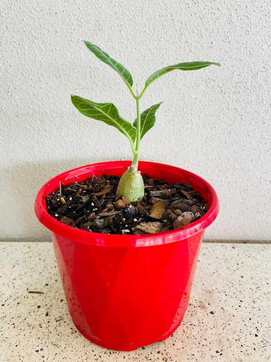 Fockea Multiflora  130mm