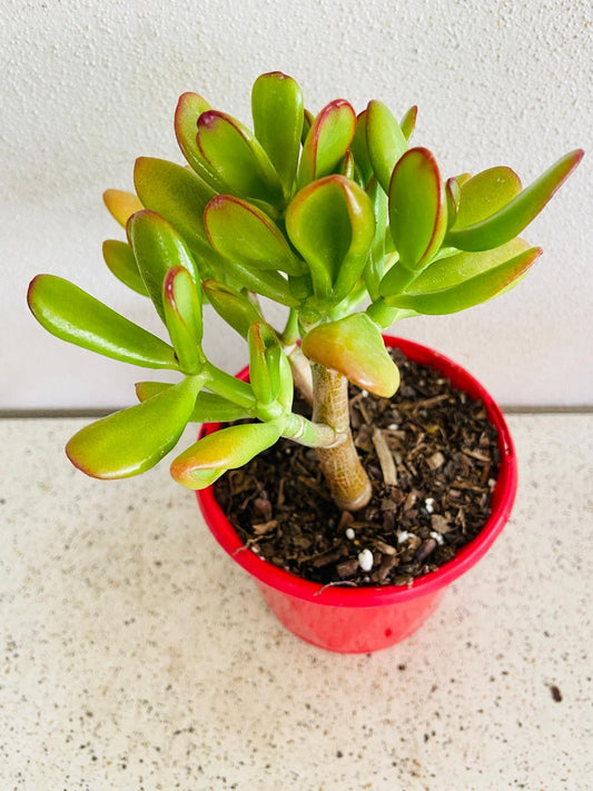 Crassula Ovata Gold Fingers (Jade Plant) 80mm