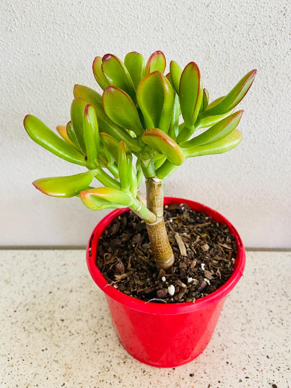 succulent looks like fingers Buy Crassula Ovata Gold Fingers