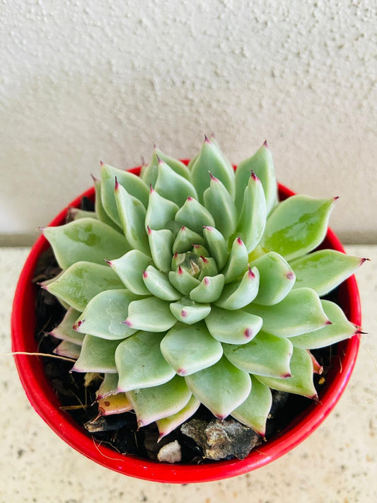 Echeveria Cuspidata Var. Zaragoza