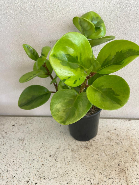 Peperomia Obtusifolia Lemon Lime  130mm